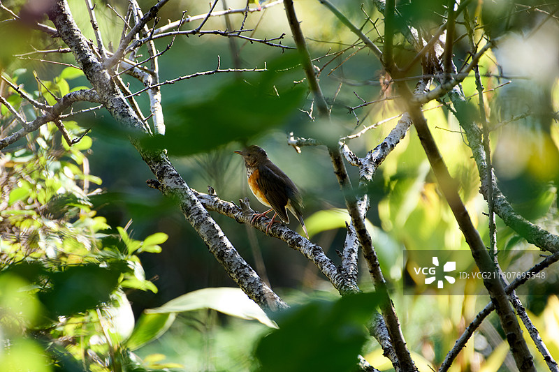 枝桠中的灰背鸫图片素材