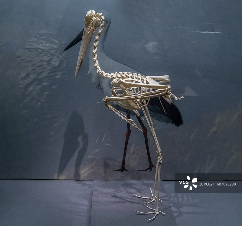 天津自然博物馆“家园·生命展区”：东方白鹤骨架（2012年3月31日采集于天津北大港湿地）图片素材