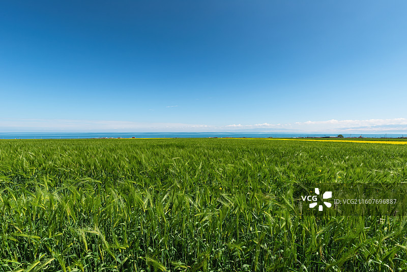 青藏高原农业青稞麦田风景图片素材
