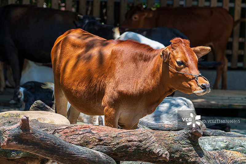 黄牛站在户外的肖像图片素材