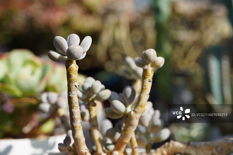 桃之卵多肉植物特写图片素材