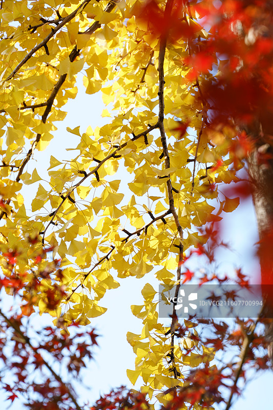 秋天的银杏和红枫交相呼应-姑苏道前街图片素材