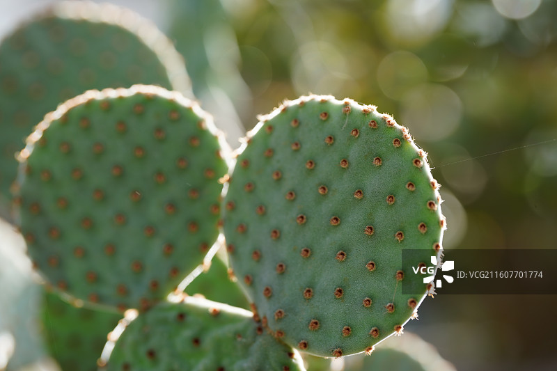仙人掌特写紫色绿色细节微距图片素材