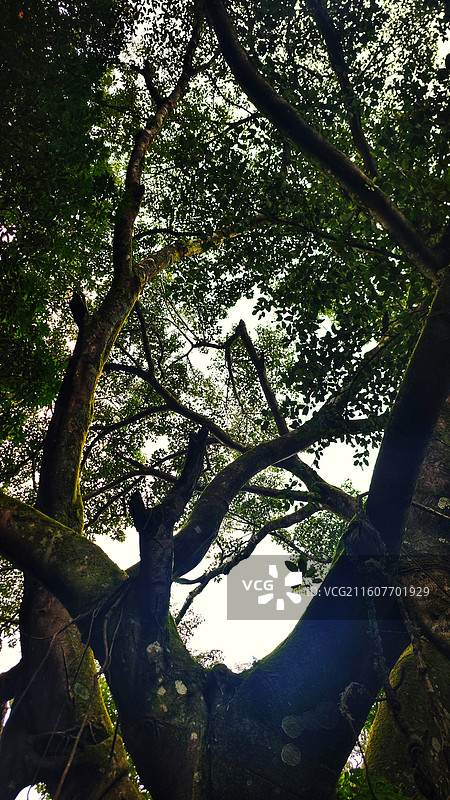 云南 · 临沧 沧源 翁丁古寨 神林图片素材