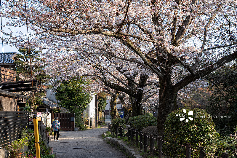 京都哲学之道樱花图片素材