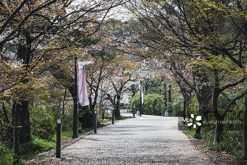 宇治樱花图片素材