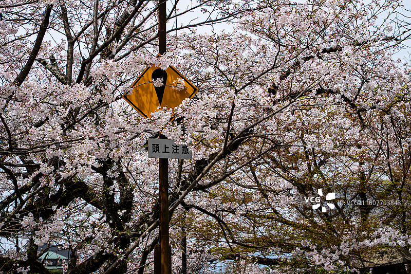 宇治樱花图片素材