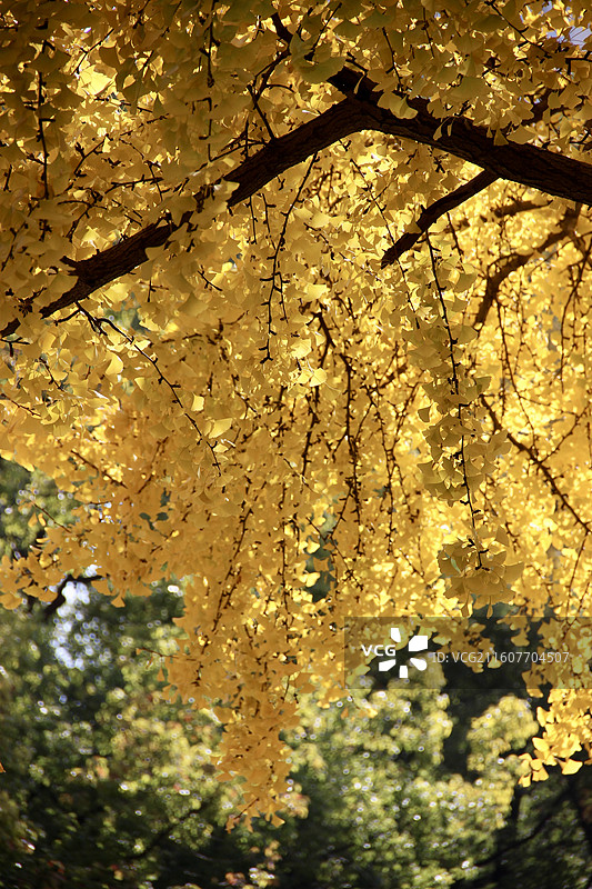 上海瑞金洲际酒店百年黄色银杏树树叶图片素材