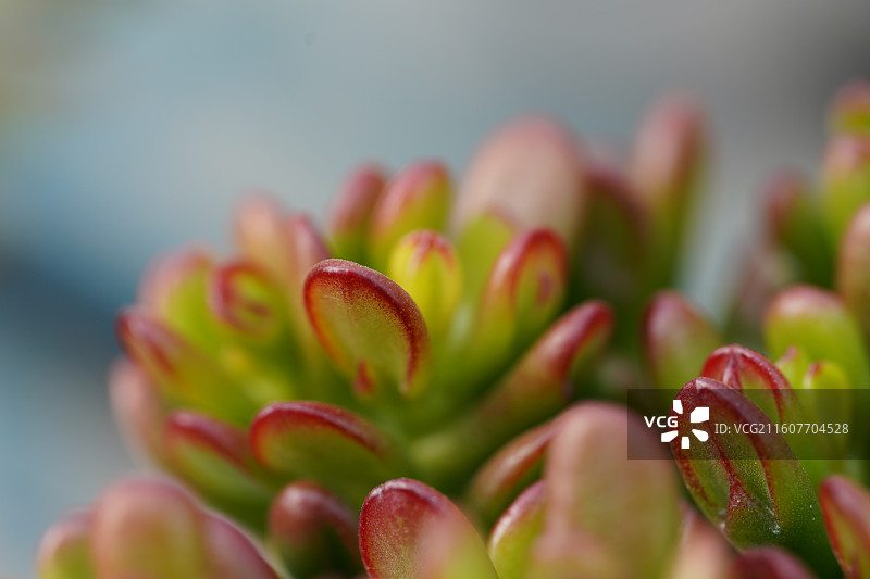 筒叶花月多肉植物特写图片素材