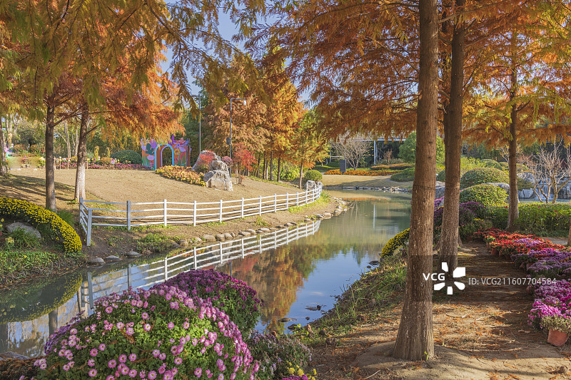 秋天公园里的树木和植物图片素材