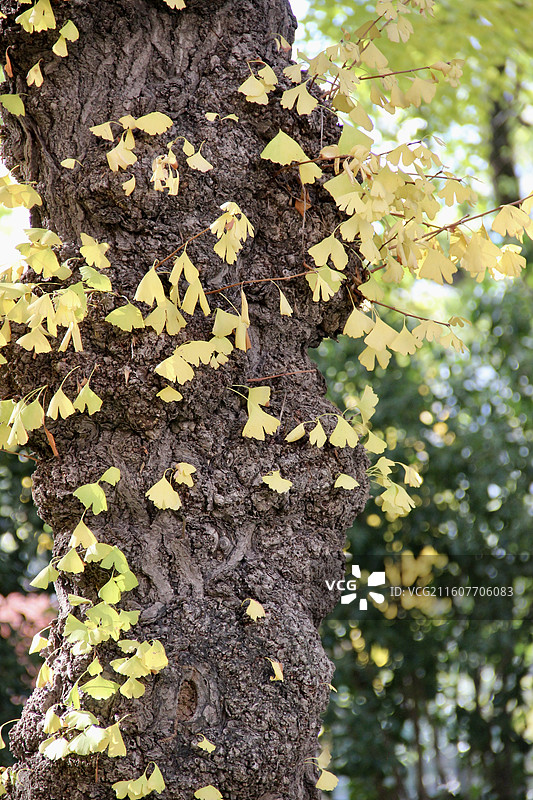 上海瑞金洲际酒店百年黄色银杏树树叶图片素材