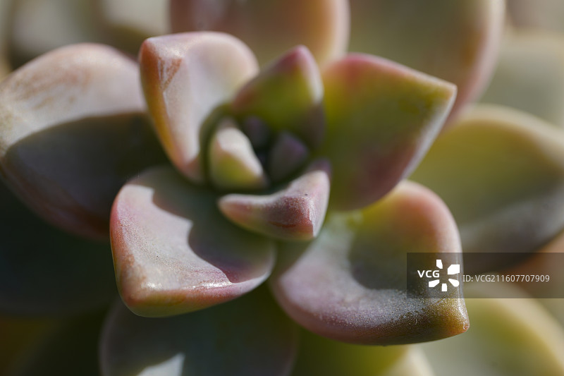 姬胧月多肉特写图片素材