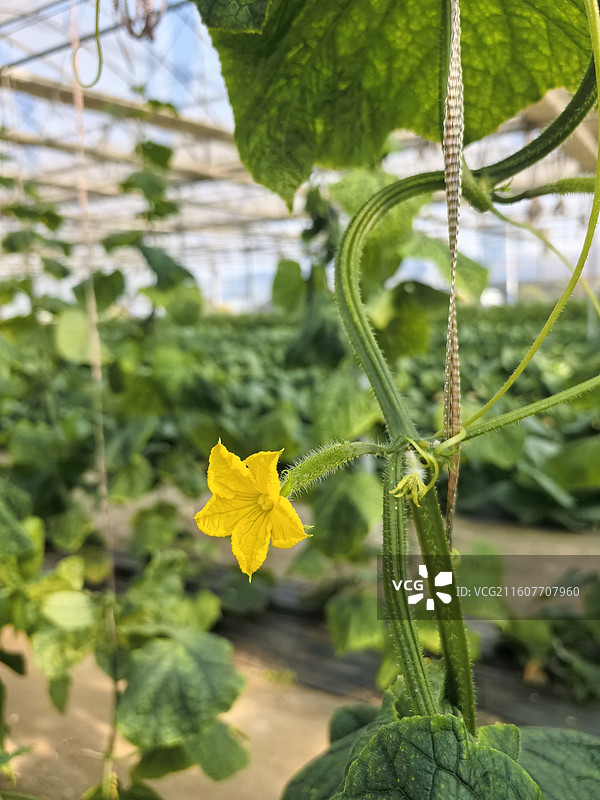 蔬菜大棚黄瓜黄瓜苗新鲜有机蔬菜水果图片素材