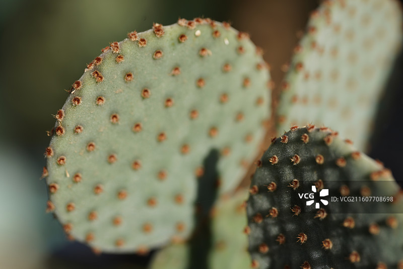 仙人掌特写紫色绿色细节微距图片素材