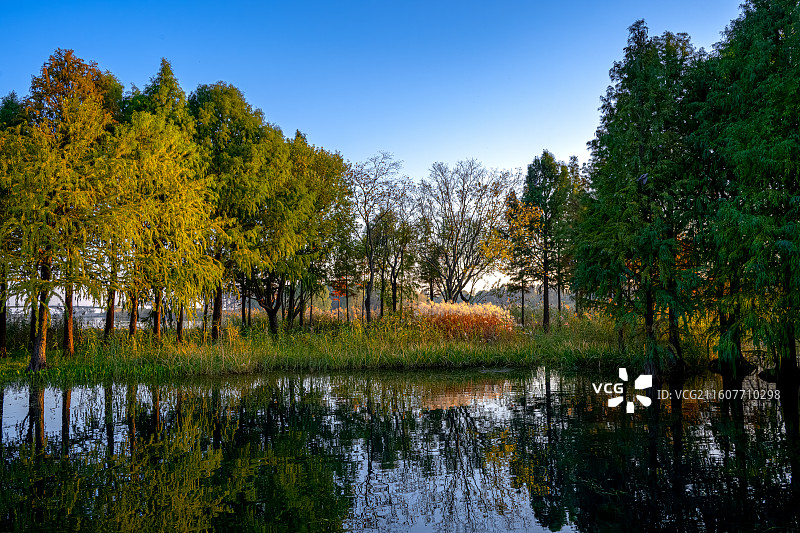 贡湖湾湿地公园水上森林 秋天水杉树湖面倒影色彩斑斓 无锡太湖生态修复 浅水湖泊沉水植物草型清水栖息地图片素材