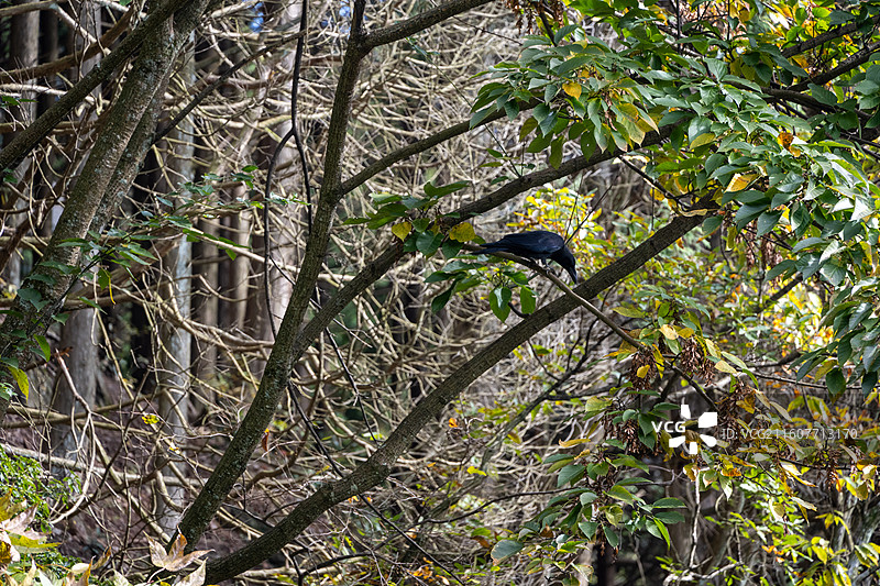 江西庐山电站大坝、庐山乌龙潭、庐山黄龙潭图片素材