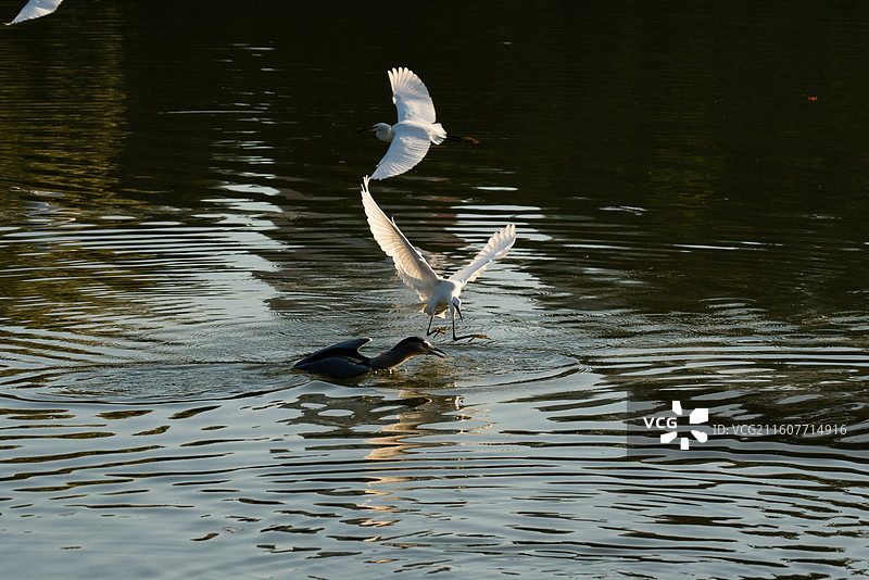 广州麓湖公园鸟类摄影 - 白鹭、夜鹭及银鸥图片素材