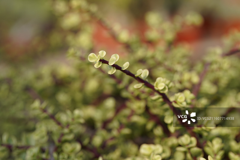 雅乐之舞马齿苋科植物特写图片素材