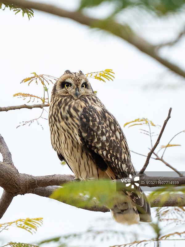 福建厦门马銮湾国家二级保护动物短耳鸮图片素材