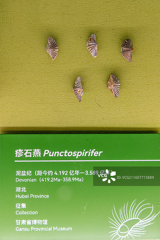 甘肃省博物馆 泥盆纪 动物化石 疹石燕 湖北图片素材