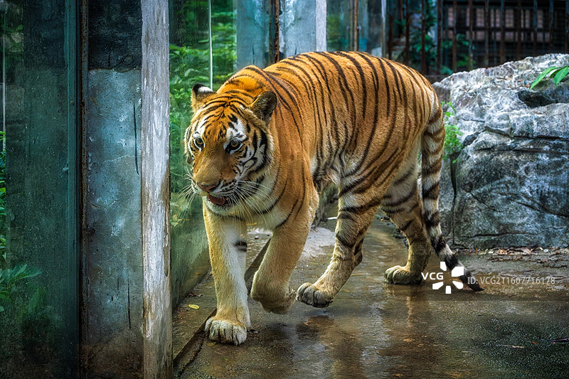 柳州动物园的华南虎特写镜头图片素材