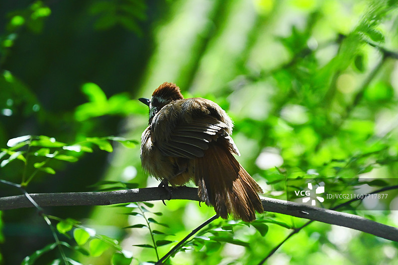 屋外的白颊噪鹛图片素材