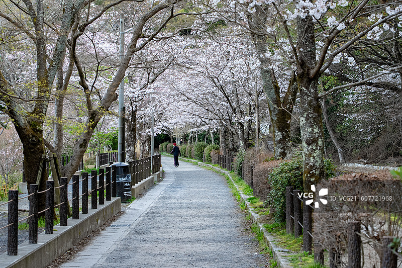 京都哲学之道樱花图片素材