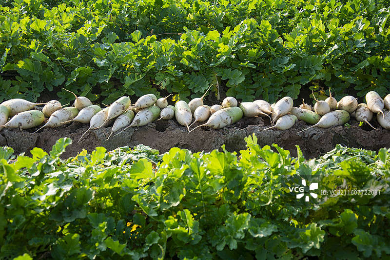 新鲜白萝卜丰收采摘 蔬菜田垄特写图片素材