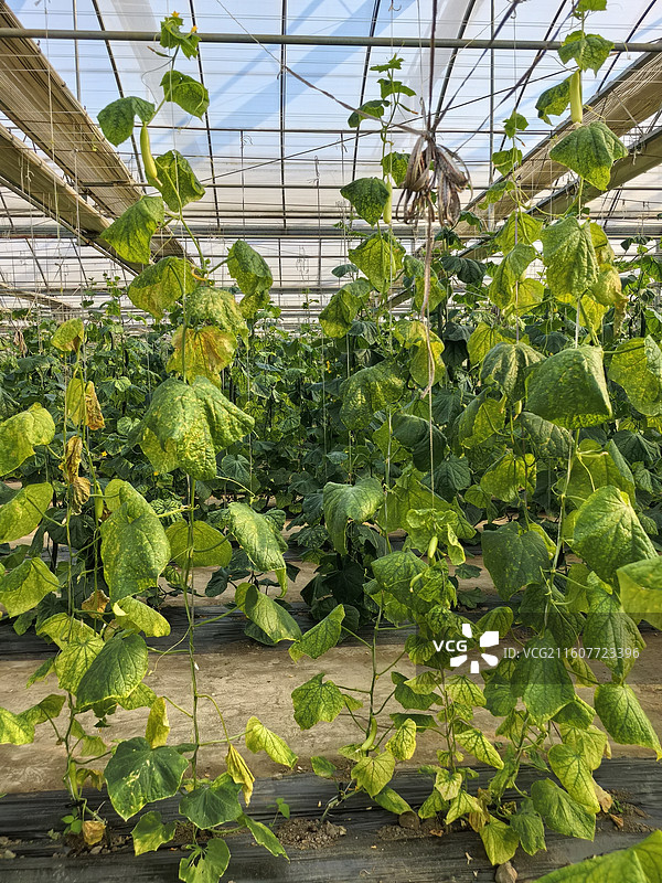 水果黄瓜蔬菜大棚智慧农园智慧农业图片素材