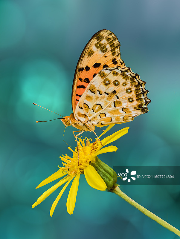 蝶吻金盏，风染青岚图片素材