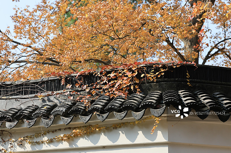 满山红叶的天平山秋霞圃深秋枫树叶红了特写图片素材
