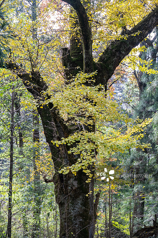 江西庐山 庐山三宝树 庐山秋景 银杏树图片素材