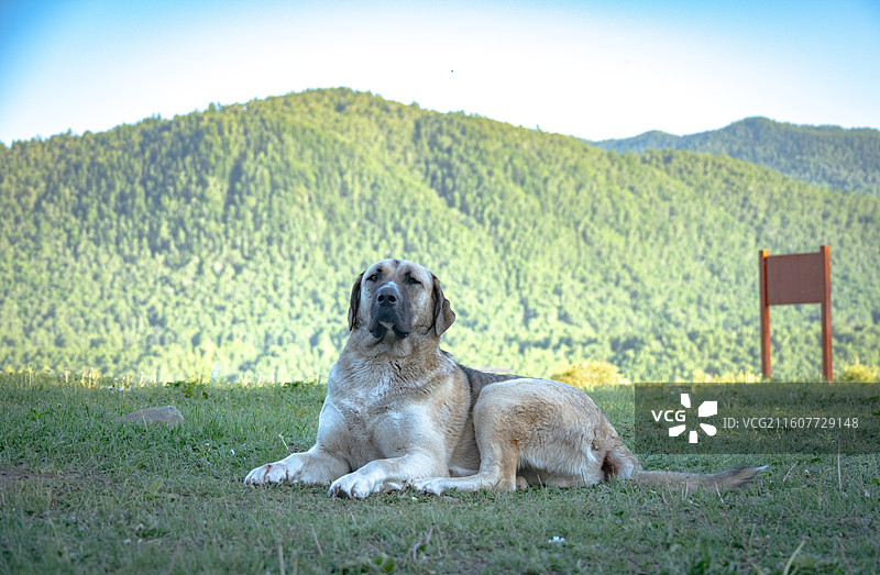 新疆阿勒泰禾木图片素材