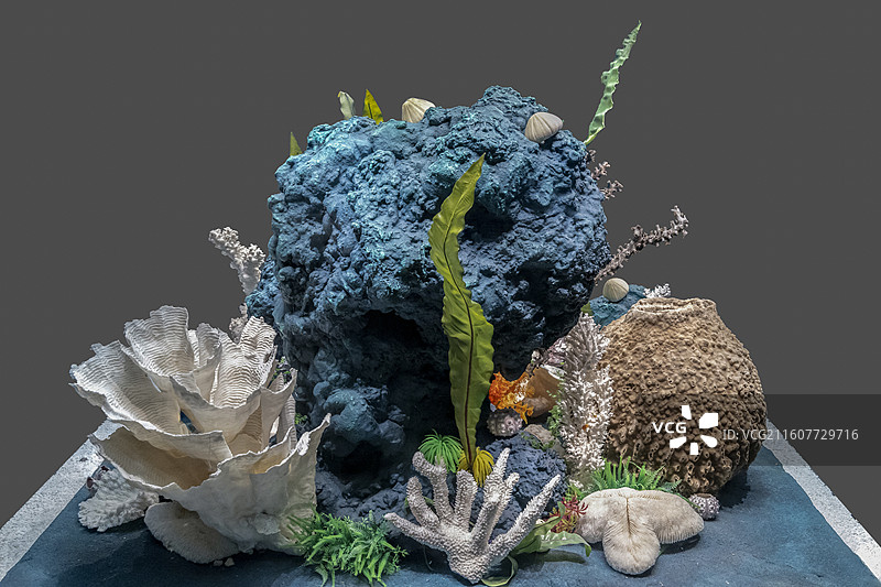 天津自然博物馆“家园·生命展区”：五彩缤纷的海底花园图片素材