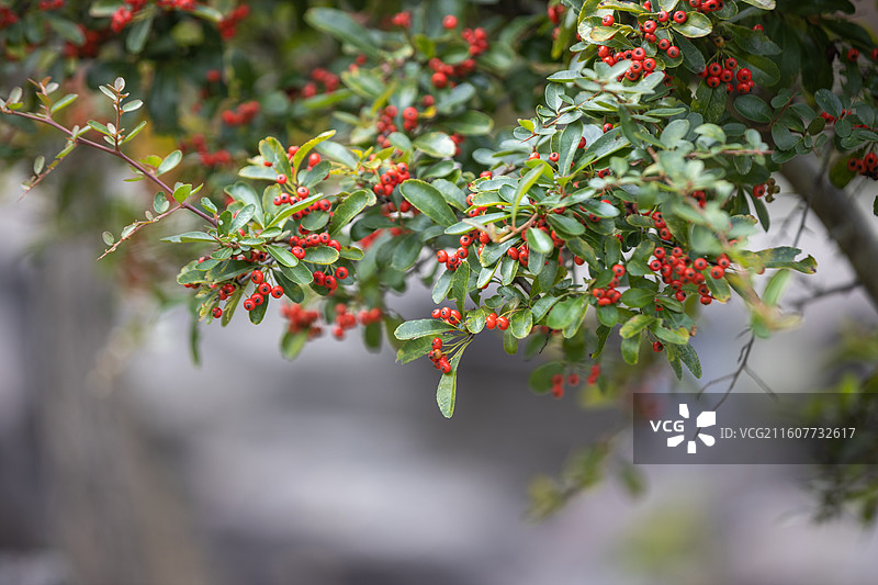成熟的火棘果图片素材