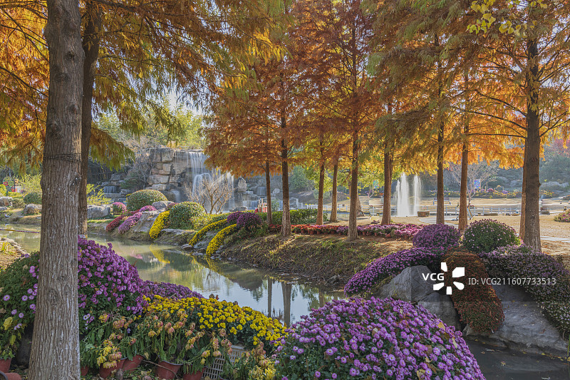 秋天公园里的树木和植物图片素材