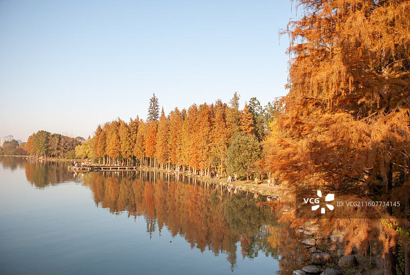 长广溪湿地公园水杉图片素材