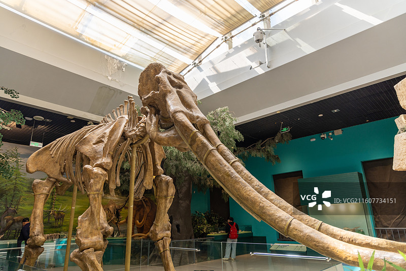 甘肃省博物馆 黄河古象 1973年1月甘肃合水县板桥乡图片素材