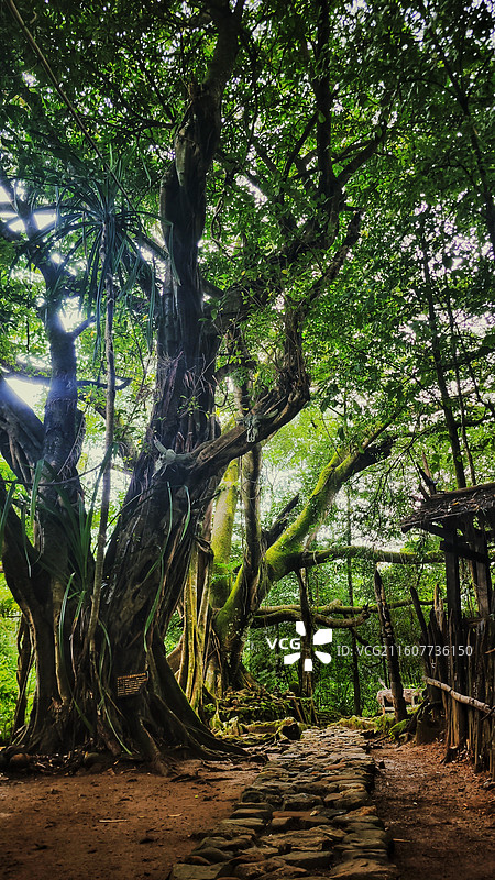 云南 · 临沧 沧源 翁丁古寨 神林图片素材