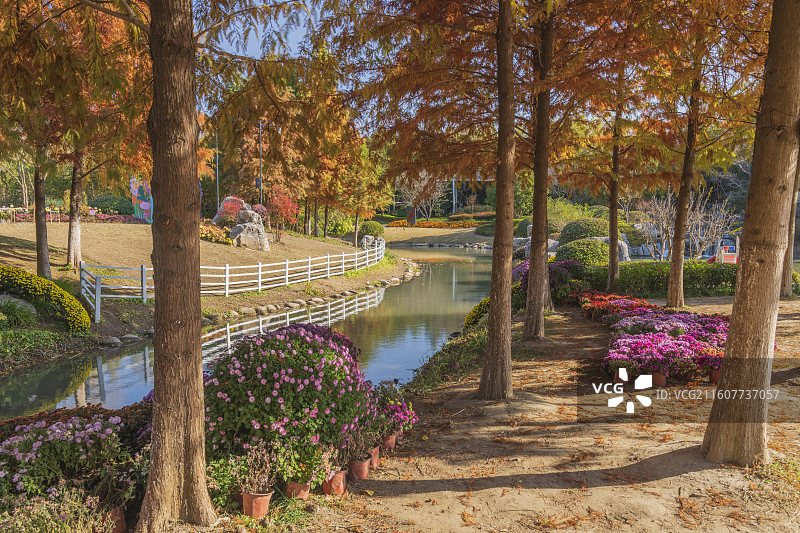 秋天公园里的树木图片素材