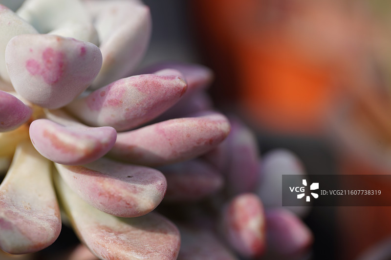 多肉玫瑰植物特写图片素材