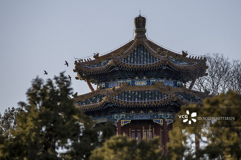 清晨鸽子飞过景山公园观妙亭图片素材