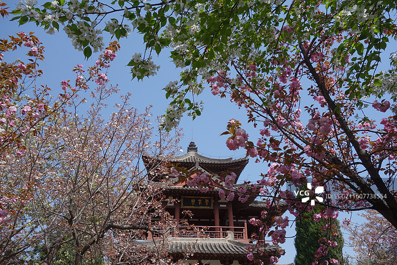 陕西省西安市青龙寺赏樱赏花：云峰阁樱花图片素材