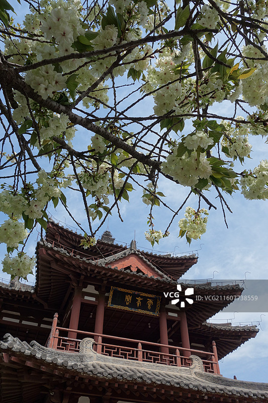陕西省西安市青龙寺赏樱赏花：云峰阁郁金樱花图片素材