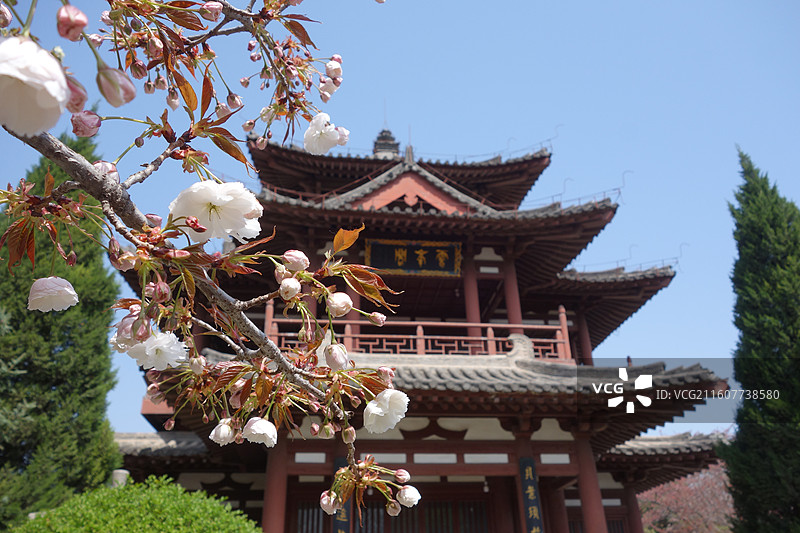 陕西省西安市青龙寺赏樱赏花：云峰阁普贤象樱花图片素材