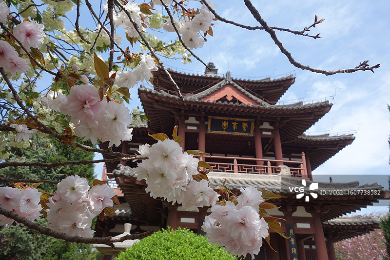 陕西省西安市青龙寺赏樱赏花：云峰阁普贤象樱花图片素材