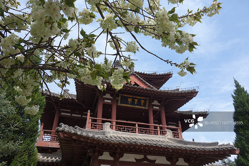 陕西省西安市青龙寺赏樱赏花：云峰阁郁金樱花图片素材