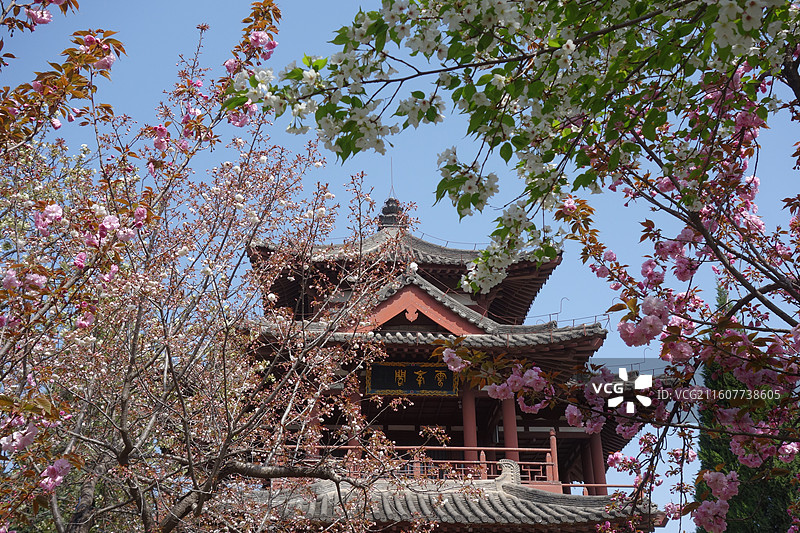 陕西省西安市青龙寺赏樱赏花：云峰阁樱花图片素材