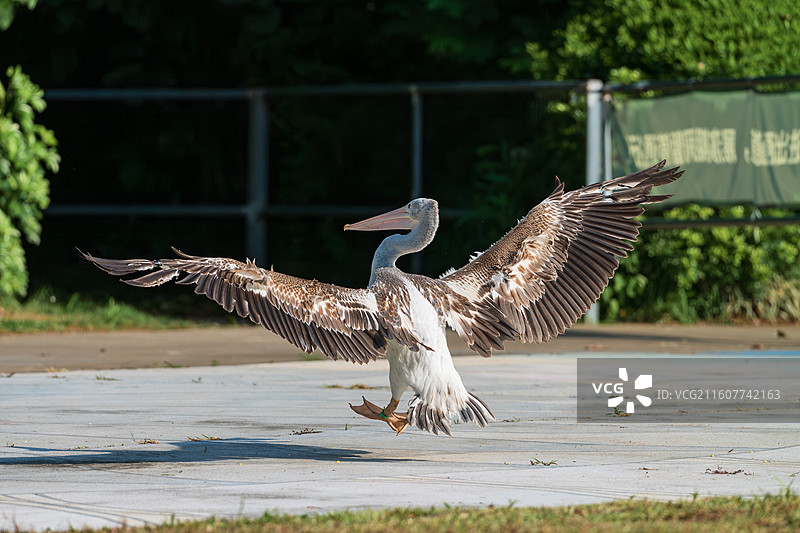 空中飞翔的鹈鹕特写镜头图片素材