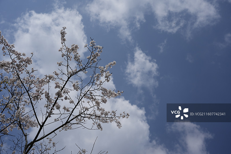 奈良药师寺图片素材